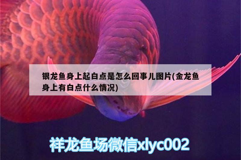 銀龍魚(yú)身上起白點(diǎn)是怎么回事兒圖片(金龍魚(yú)身上有白點(diǎn)什么情況) 銀龍魚(yú)