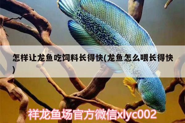 怎樣讓龍魚吃飼料長得快(龍魚怎么喂長得快) 紅魔王銀版魚