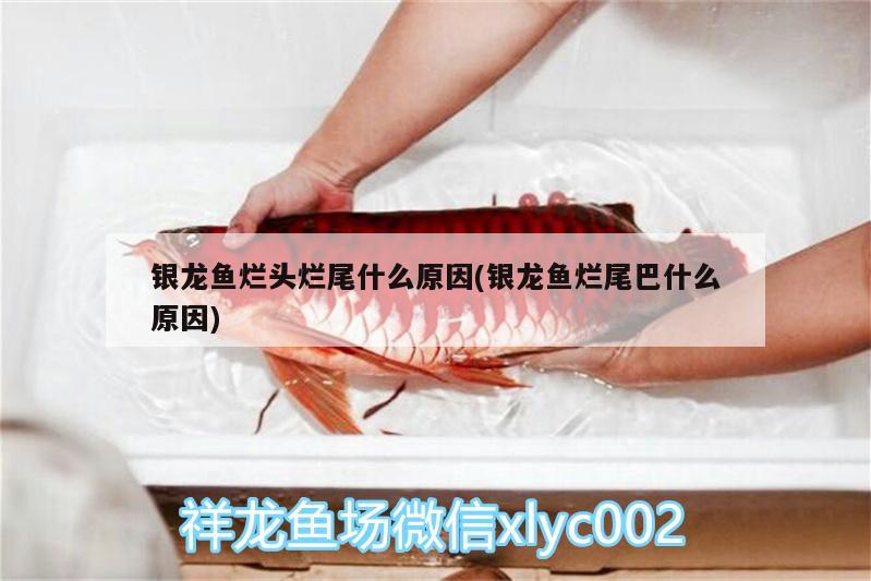 銀龍魚(yú)爛頭爛尾什么原因(銀龍魚(yú)爛尾巴什么原因) 銀龍魚(yú)