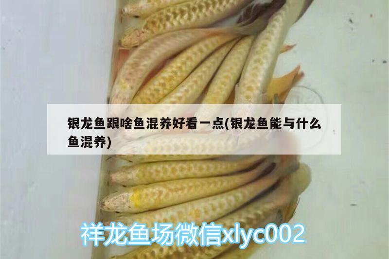 銀龍魚跟啥魚混養(yǎng)好看一點(diǎn)(銀龍魚能與什么魚混養(yǎng)) 銀龍魚百科