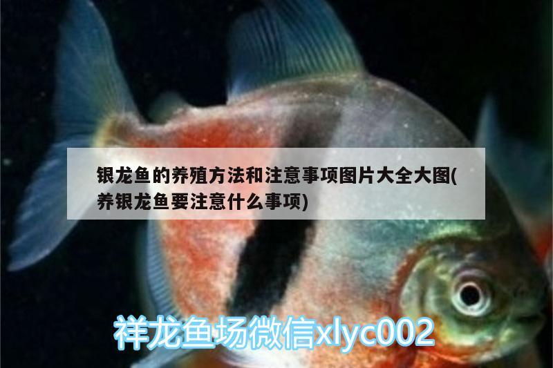 銀龍魚的養(yǎng)殖方法和注意事項圖片大全大圖(養(yǎng)銀龍魚要注意什么事項) 銀龍魚百科