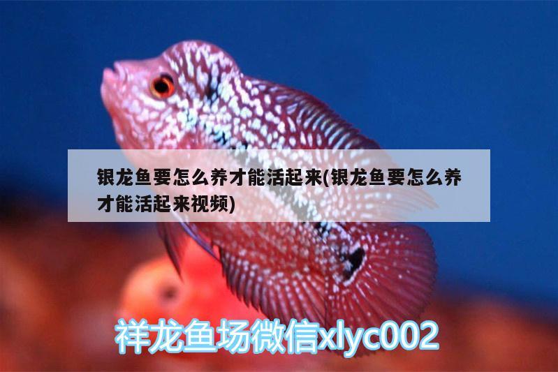 銀龍魚要怎么養(yǎng)才能活起來(銀龍魚要怎么養(yǎng)才能活起來視頻)