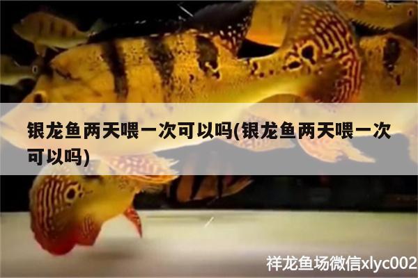 銀龍魚兩天喂一次可以嗎(銀龍魚兩天喂一次可以嗎)