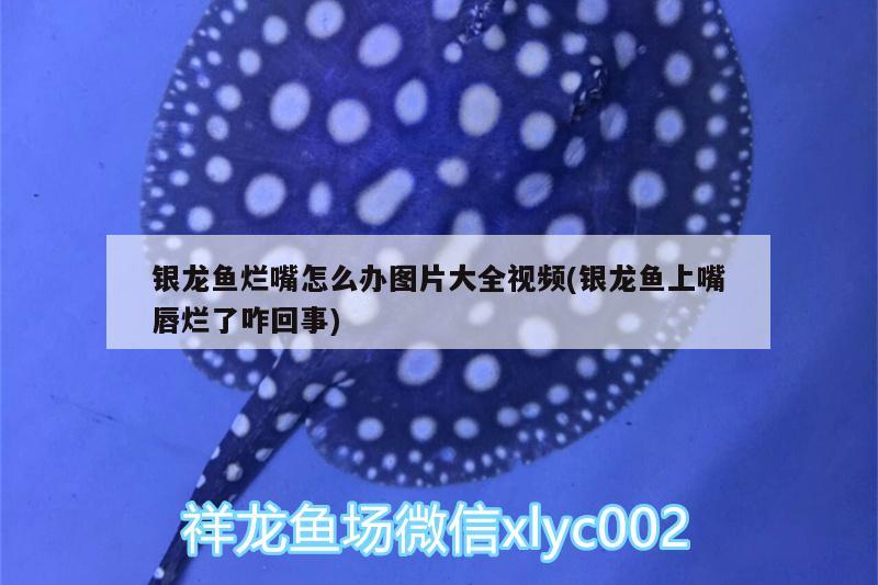 銀龍魚爛嘴怎么辦圖片大全視頻(銀龍魚上嘴唇爛了咋回事)