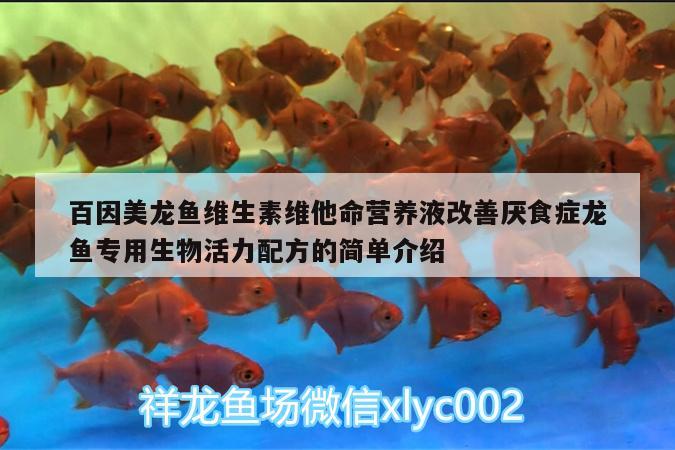 百因美龍魚維生素維他命營養(yǎng)液改善厭食癥龍魚專用生物活力配方的簡單介紹 廣州水族器材濾材批發(fā)市場