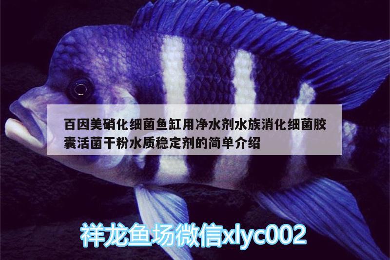 百因美硝化細(xì)菌魚(yú)缸用凈水劑水族消化細(xì)菌膠囊活菌干粉水質(zhì)穩(wěn)定劑的簡(jiǎn)單介紹 硝化細(xì)菌