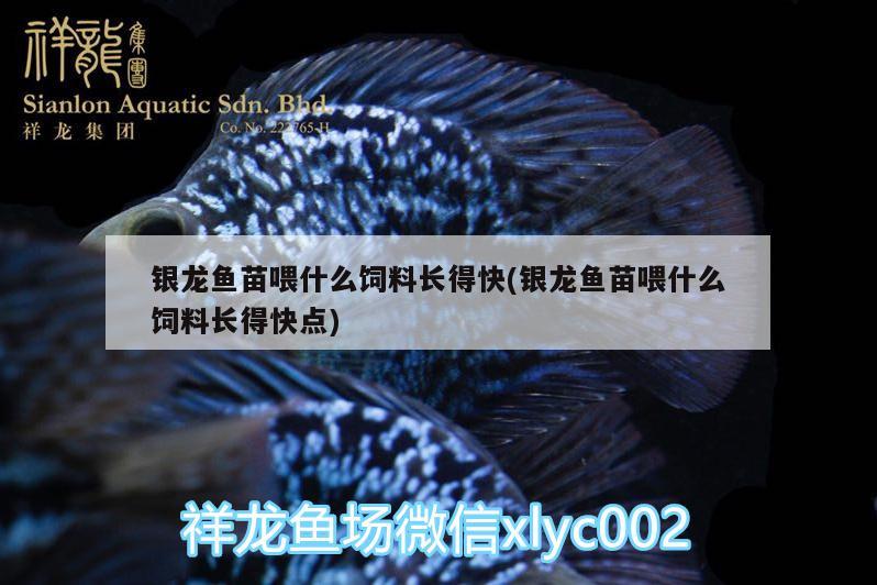 銀龍魚苗喂什么飼料長得快(銀龍魚苗喂什么飼料長得快點) 銀龍魚百科