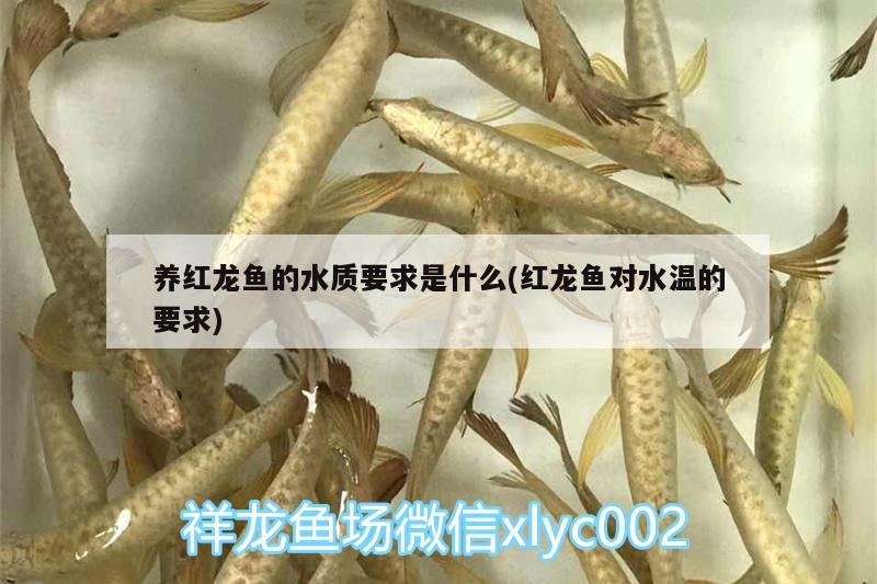 養(yǎng)紅龍魚的水質(zhì)要求是什么(紅龍魚對水溫的要求) 觀賞蝦蟹等飼料