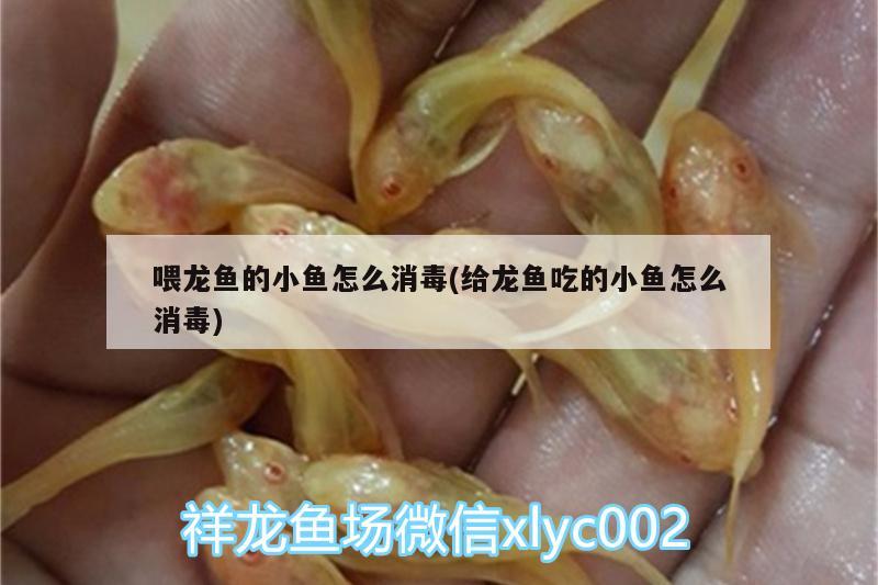 喂龍魚的小魚怎么消毒(給龍魚吃的小魚怎么消毒) 慈雕魚