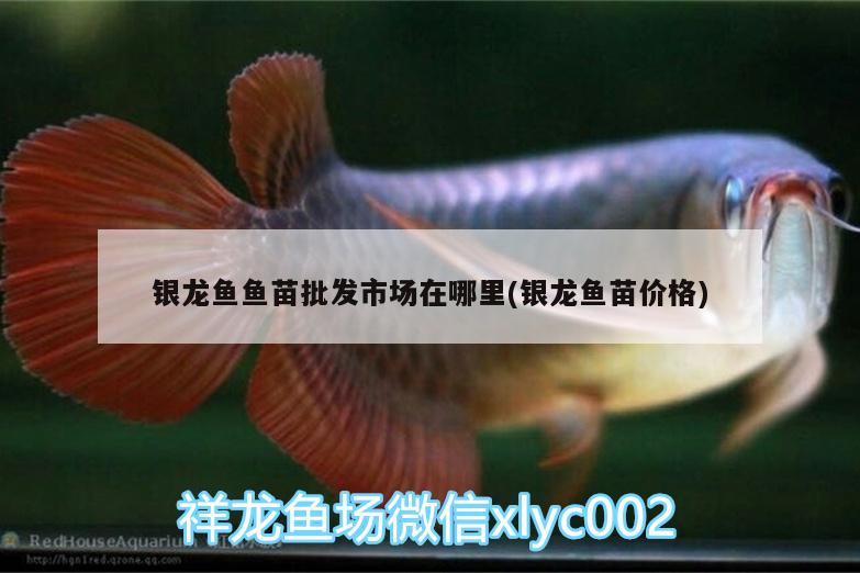 銀龍魚魚苗批發(fā)市場(chǎng)在哪里(銀龍魚苗價(jià)格)