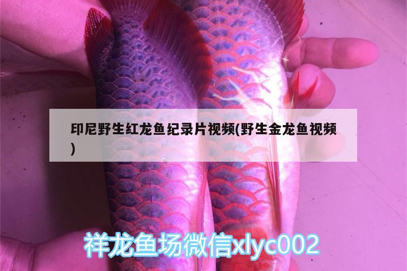 印尼野生紅龍魚紀錄片視頻(野生金龍魚視頻) 虎斑恐龍魚