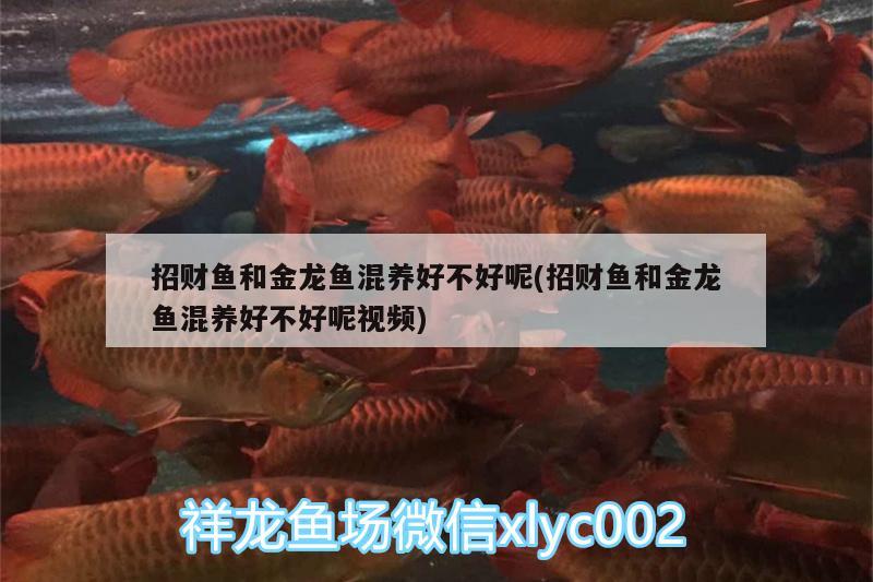 招財魚和金龍魚混養(yǎng)好不好呢(招財魚和金龍魚混養(yǎng)好不好呢視頻) 生態(tài)瓶/創(chuàng)意缸/桌面微景缸