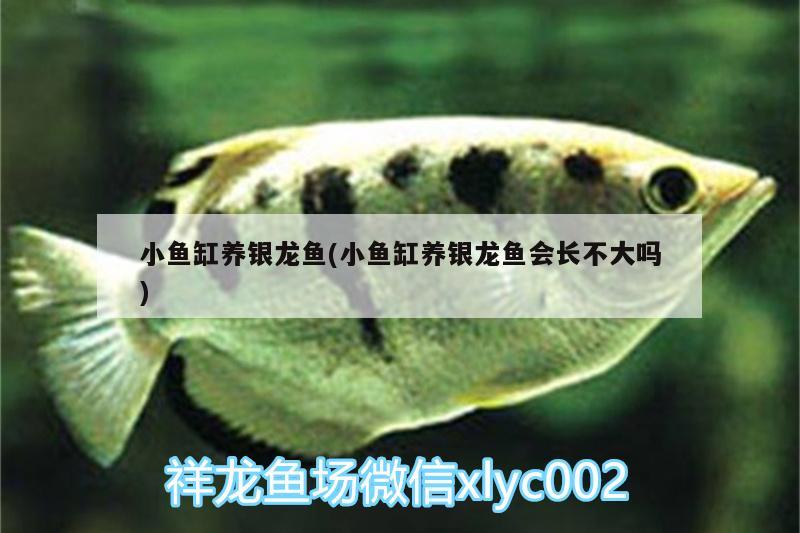 小魚缸養(yǎng)銀龍魚(小魚缸養(yǎng)銀龍魚會長不大嗎) 銀龍魚