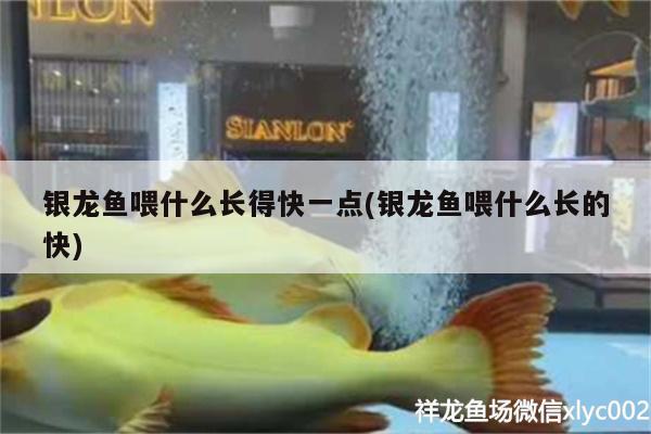 銀龍魚喂什么長(zhǎng)得快一點(diǎn)(銀龍魚喂什么長(zhǎng)的快)