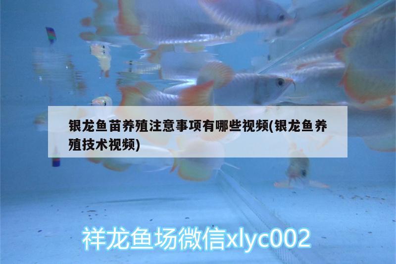 銀龍魚(yú)苗養(yǎng)殖注意事項(xiàng)有哪些視頻(銀龍魚(yú)養(yǎng)殖技術(shù)視頻) 銀龍魚(yú)百科