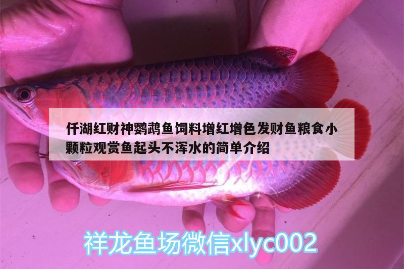 仟湖紅財(cái)神鸚鵡魚飼料增紅增色發(fā)財(cái)魚糧食小顆粒觀賞魚起頭不渾水的簡單介紹 鸚鵡魚 第2張