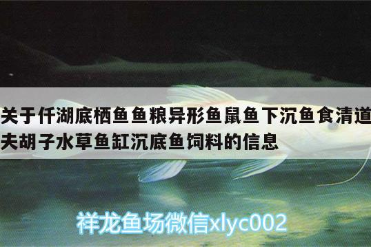 關(guān)于仟湖底棲魚魚糧異形魚鼠魚下沉魚食清道夫胡子水草魚缸沉底魚飼料的信息