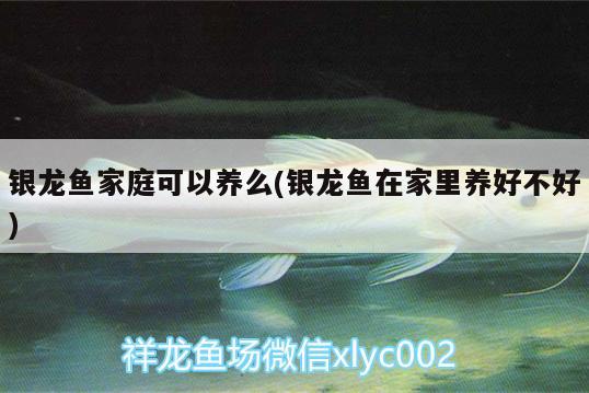 銀龍魚家庭可以養(yǎng)么(銀龍魚在家里養(yǎng)好不好)