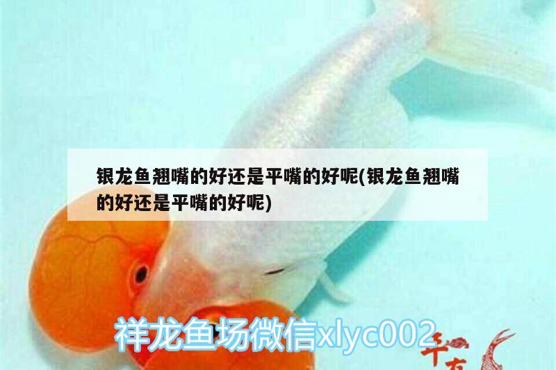 銀龍魚(yú)翹嘴的好還是平嘴的好呢(銀龍魚(yú)翹嘴的好還是平嘴的好呢)