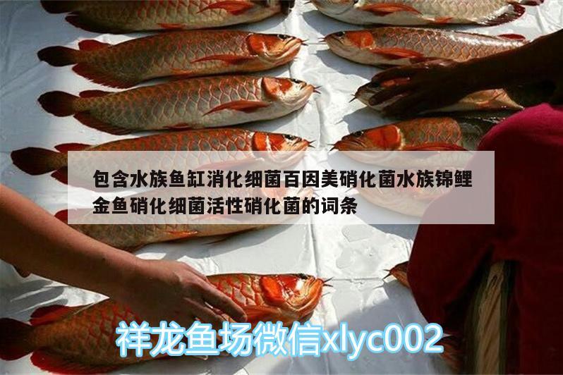 包含水族魚缸消化細菌百因美硝化菌水族錦鯉金魚硝化細菌活性硝化菌的詞條 硝化細菌