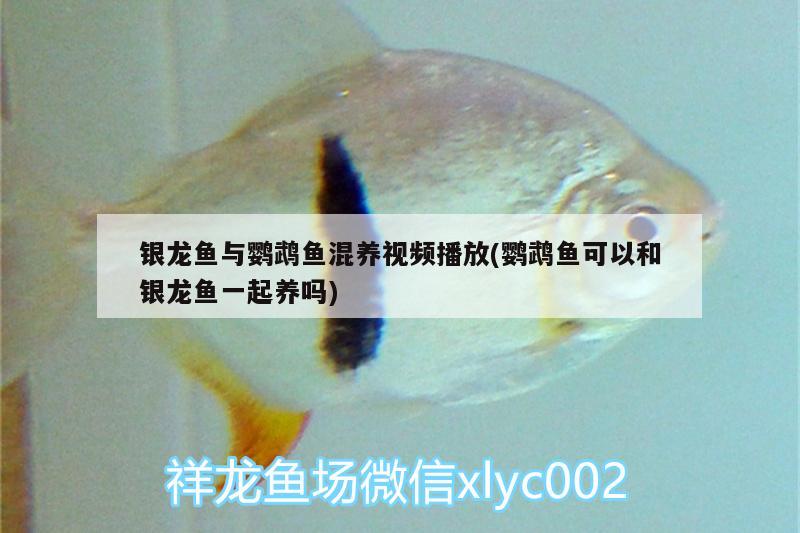 銀龍魚與鸚鵡魚混養(yǎng)視頻播放(鸚鵡魚可以和銀龍魚一起養(yǎng)嗎) 鸚鵡魚