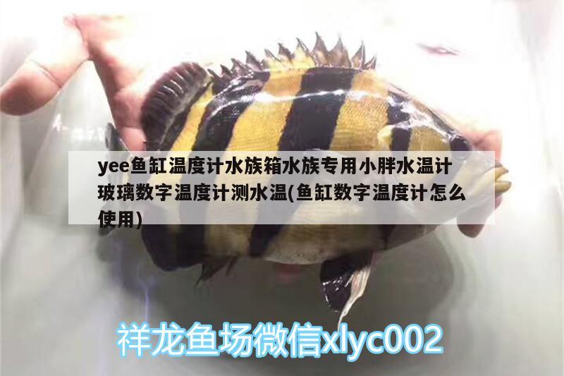 yee魚缸溫度計水族箱水族專用小胖水溫計玻璃數(shù)字溫度計測水溫(魚缸數(shù)字溫度計怎么使用) yee