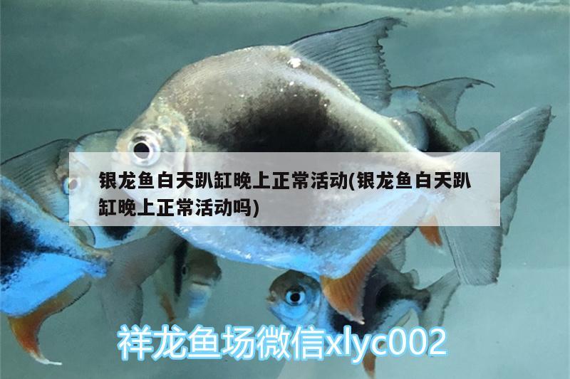 銀龍魚白天趴缸晚上正?；顒?dòng)(銀龍魚白天趴缸晚上正?；顒?dòng)嗎)