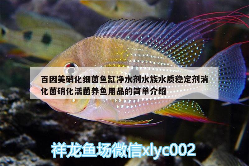 百因美硝化細菌魚缸凈水劑水族水質(zhì)穩(wěn)定劑消化菌硝化活菌養(yǎng)魚用品的簡單介紹 硝化細菌