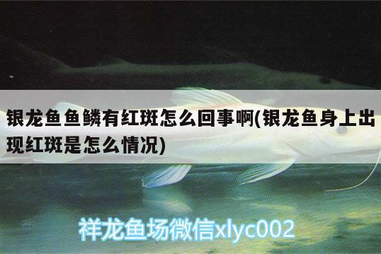 銀龍魚魚鱗有紅斑怎么回事啊(銀龍魚身上出現(xiàn)紅斑是怎么情況)