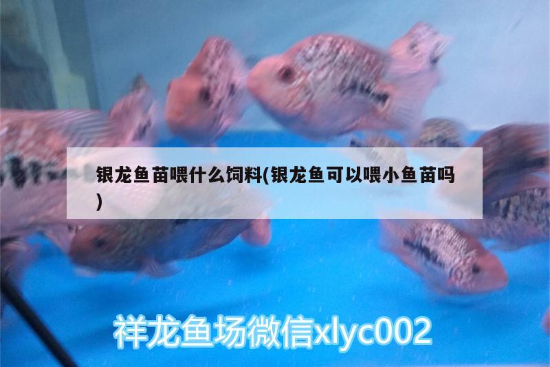 銀龍魚苗喂什么飼料(銀龍魚可以喂小魚苗嗎) 銀龍魚 第1張