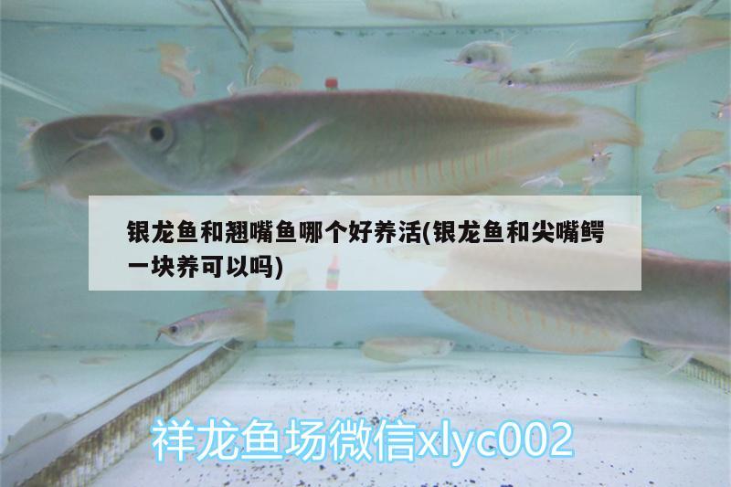 銀龍魚和翹嘴魚哪個好養(yǎng)活(銀龍魚和尖嘴鱷一塊養(yǎng)可以嗎) 銀龍魚百科