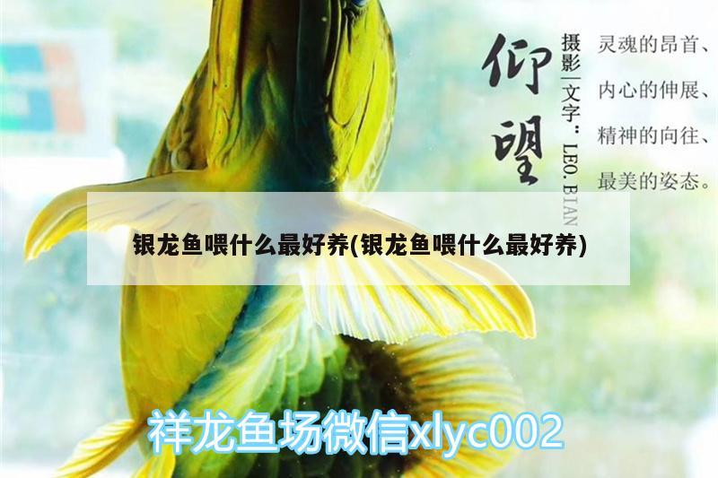 銀龍魚喂什么最好養(yǎng)(銀龍魚喂什么最好養(yǎng))