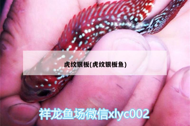 虎紋銀板(虎紋銀板魚) 廣州水族器材濾材批發(fā)市場(chǎng)