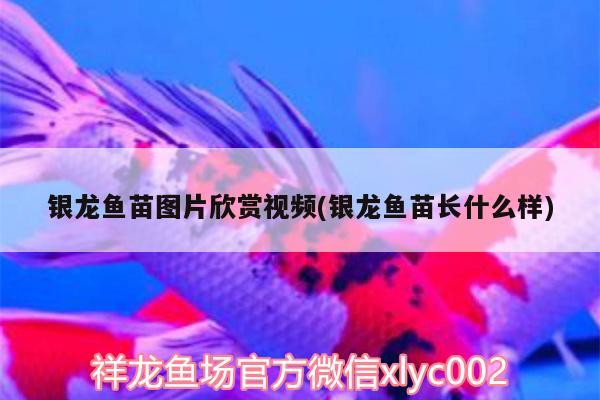 銀龍魚(yú)苗圖片欣賞視頻(銀龍魚(yú)苗長(zhǎng)什么樣) 銀龍魚(yú)百科