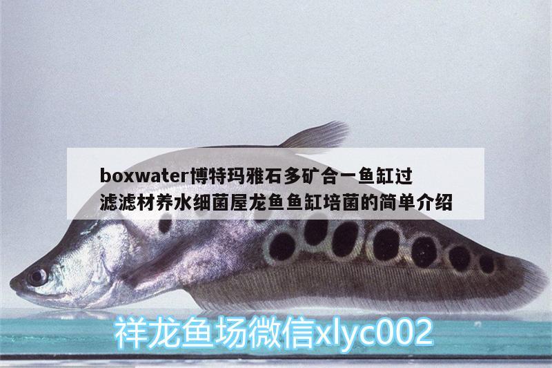 boxwater博特瑪雅石多礦合一魚缸過(guò)濾濾材養(yǎng)水細(xì)菌屋龍魚魚缸培菌的簡(jiǎn)單介紹