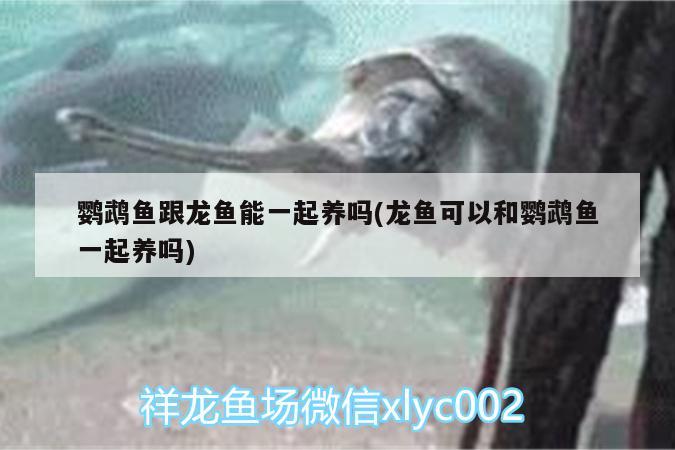 鸚鵡魚(yú)跟龍魚(yú)能一起養(yǎng)嗎(龍魚(yú)可以和鸚鵡魚(yú)一起養(yǎng)嗎) 鸚鵡魚(yú)