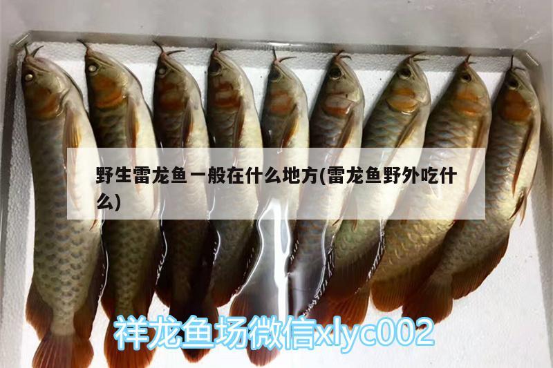 野生雷龍魚一般在什么地方(雷龍魚野外吃什么)