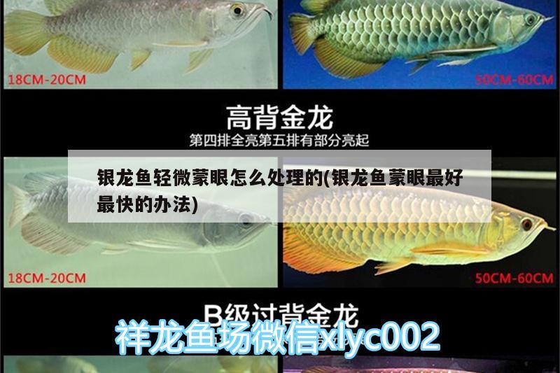 銀龍魚輕微蒙眼怎么處理的(銀龍魚蒙眼最好最快的辦法) 銀龍魚