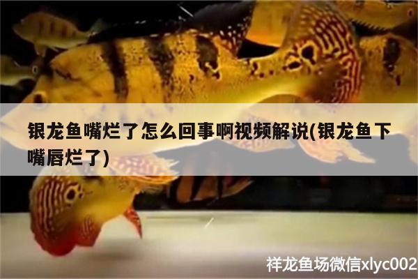 銀龍魚嘴爛了怎么回事啊視頻解說(銀龍魚下嘴唇爛了) 銀龍魚百科