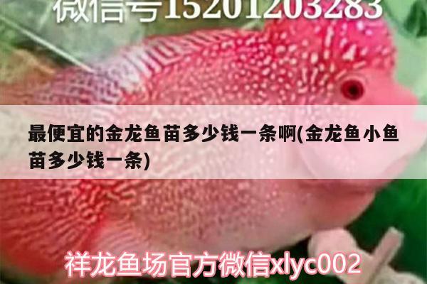 最便宜的金龍魚苗多少錢一條啊(金龍魚小魚苗多少錢一條) 虎魚百科