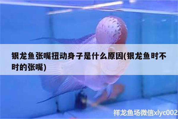 銀龍魚張嘴扭動身子是什么原因(銀龍魚時不時的張嘴)