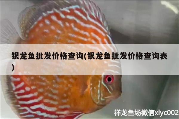 銀龍魚批發(fā)價格查詢(銀龍魚批發(fā)價格查詢表) 龍魚批發(fā)