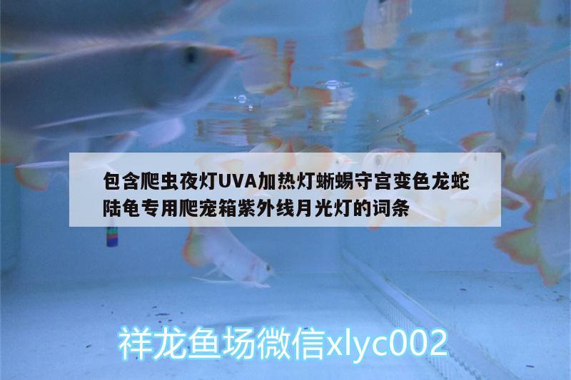 包含爬蟲夜燈UVA加熱燈蜥蜴守宮變色龍蛇陸龜專用爬寵箱紫外線月光燈的詞條