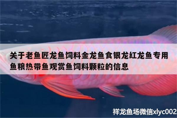 關(guān)于老魚匠龍魚飼料金龍魚食銀龍紅龍魚專用魚糧熱帶魚觀賞魚飼料顆粒的信息