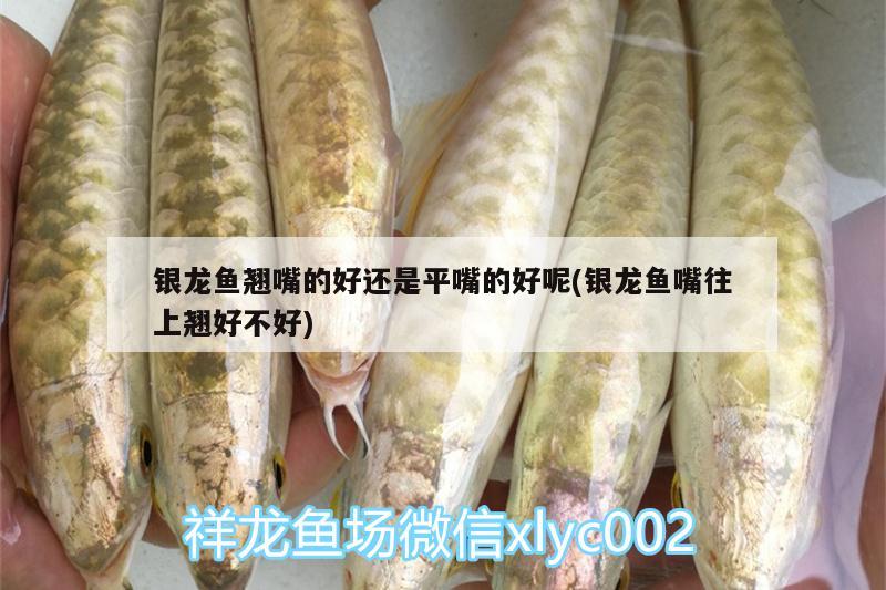 銀龍魚翹嘴的好還是平嘴的好呢(銀龍魚嘴往上翹好不好) 銀龍魚