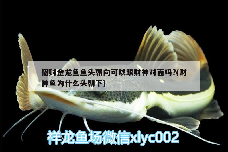 招財金龍魚魚頭朝向可以跟財神對面嗎?(財神魚為什么頭朝下) 大正錦鯉魚