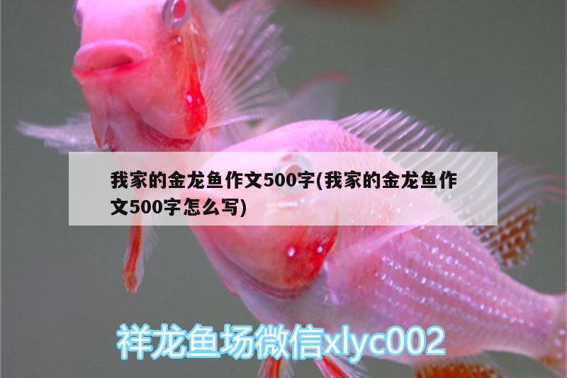 我家的金龍魚作文500字(我家的金龍魚作文500字怎么寫)