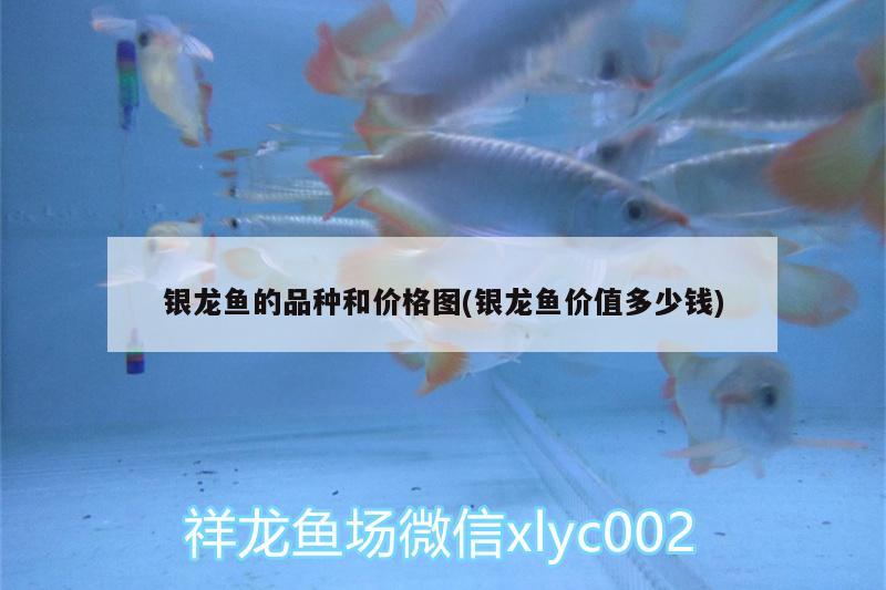 銀龍魚的品種和價格圖(銀龍魚價值多少錢) 銀龍魚百科