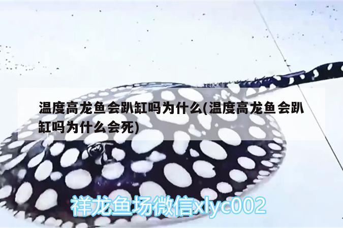 溫度高龍魚會趴缸嗎為什么(溫度高龍魚會趴缸嗎為什么會死) 藍帆三間魚