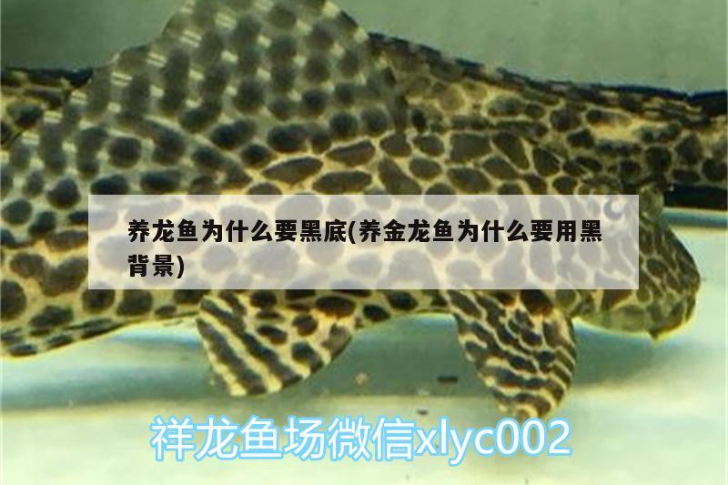 養(yǎng)龍魚為什么要黑底(養(yǎng)金龍魚為什么要用黑背景) 純血皇冠黑白魟魚